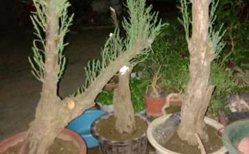 年前挖的柽柳下山桩 可以吗 图片