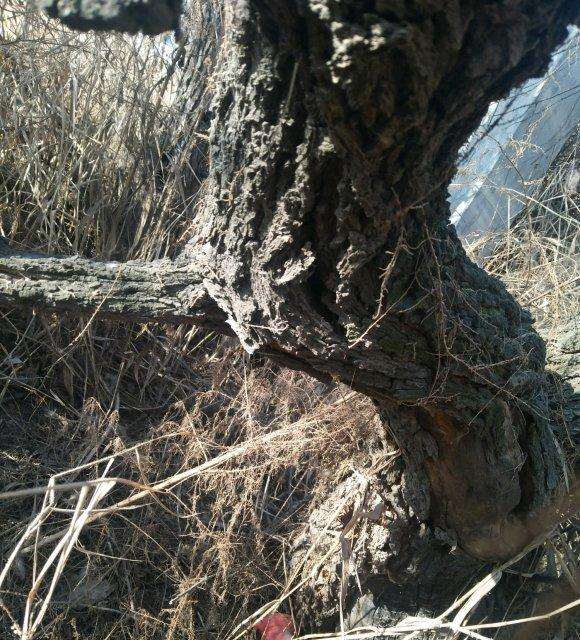 直径都一米多的柽柳下山桩