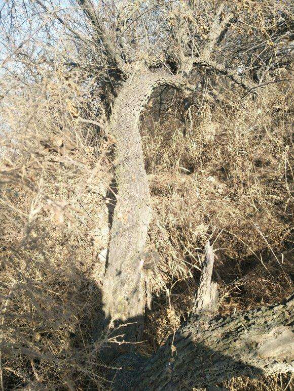 直径都一米多的柽柳下山桩