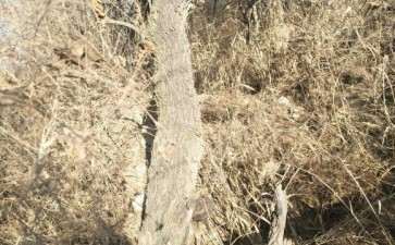 直径都一米多的柽柳下山桩 可以吗