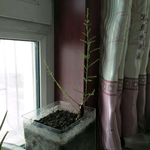 怎样才能让柽柳下山桩长粗