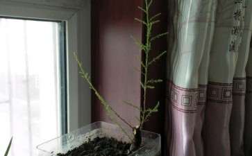 怎样才能让柽柳下山桩长粗 什么型好