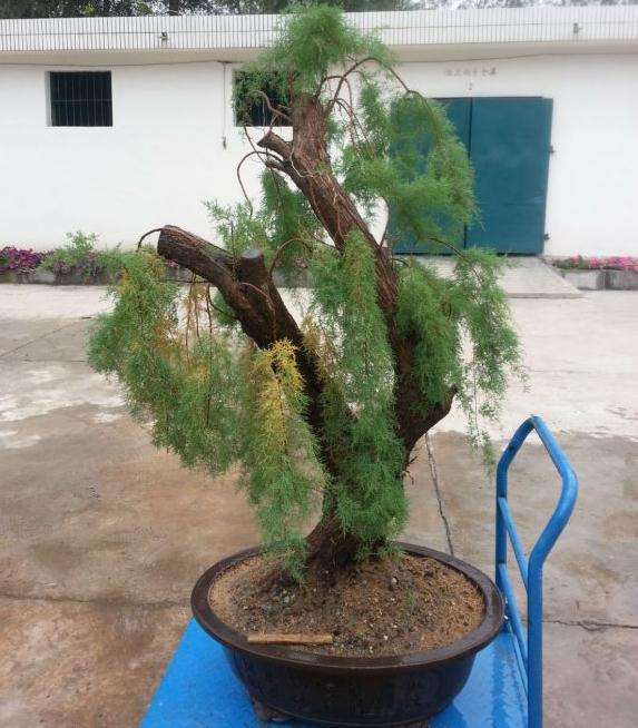 春天挖的柽柳下山桩 现在上盆