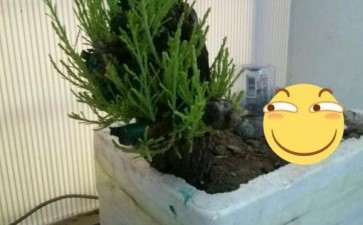 12月8栽的柽柳下山桩 现在发芽了