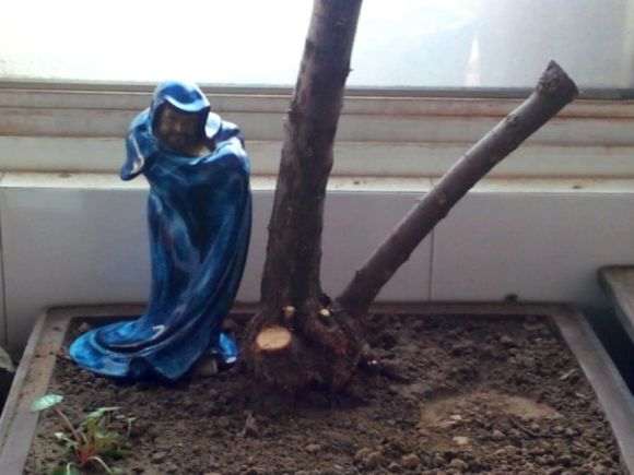 我的柽柳下山桩怎么不发芽