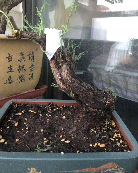 新购的柽柳下山桩 现在能活吗 图片