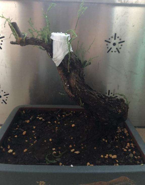 新购的柽柳下山桩 现在能活吗 图片