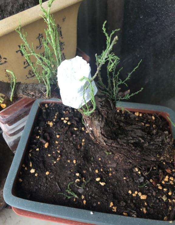 新购的柽柳下山桩 现在能活吗 图片