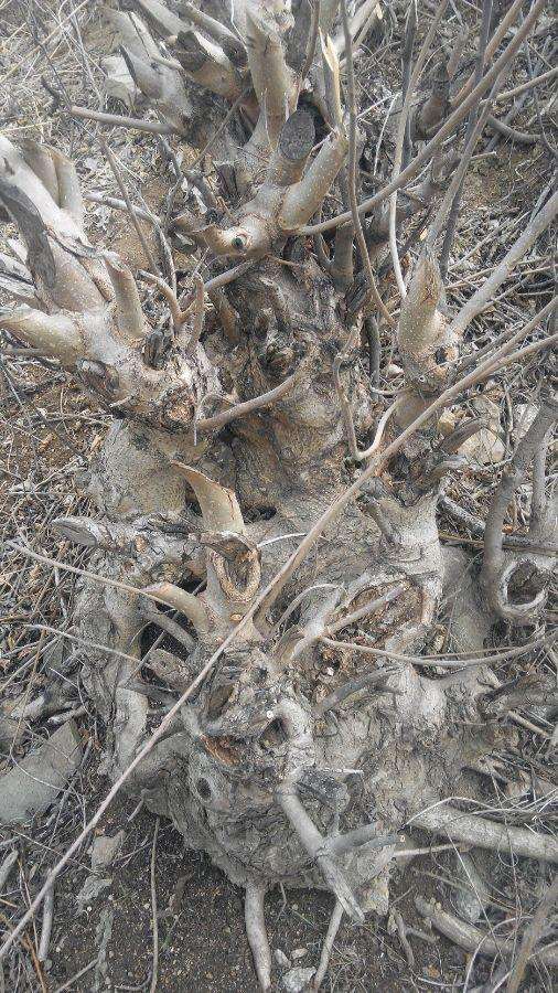 枰柳下山桩能不能做盆景啊