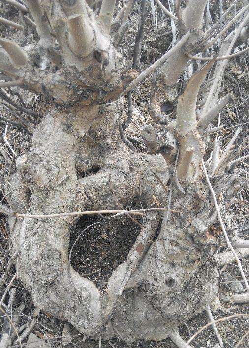 枰柳下山桩能不能做盆景啊