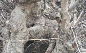 枰柳下山桩能不能做盆景啊 图片