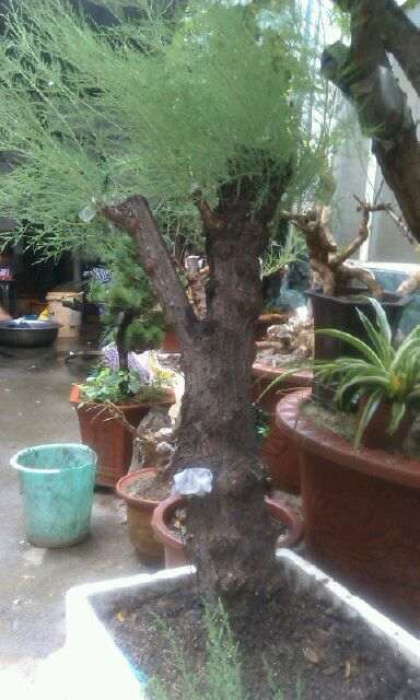 豫西老哥的柽柳下山桩