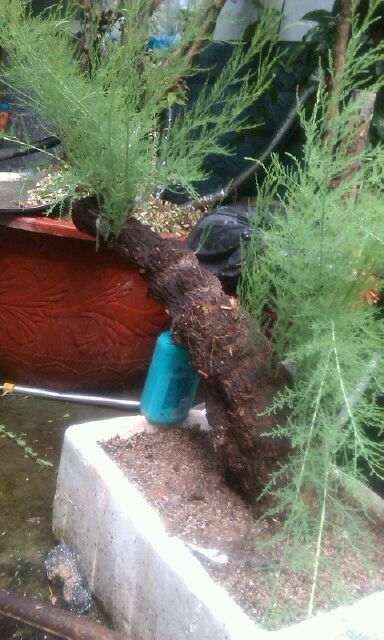 豫西老哥的柽柳下山桩