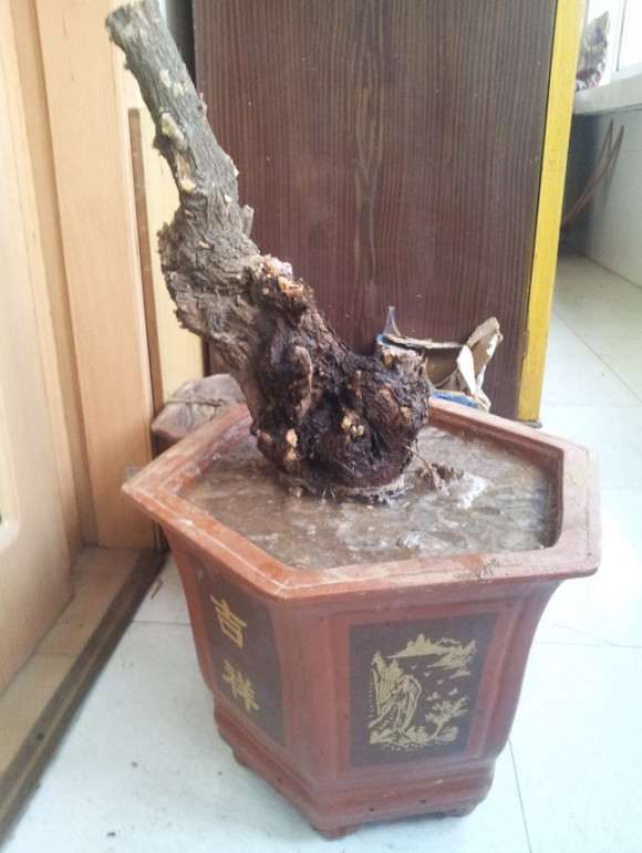 柽柳下山桩 没经验 帮忙看看 图片