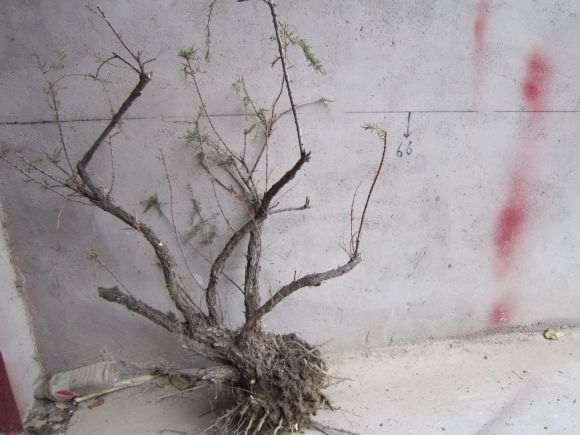 柽柳下山桩 没经验 帮忙看看 图片