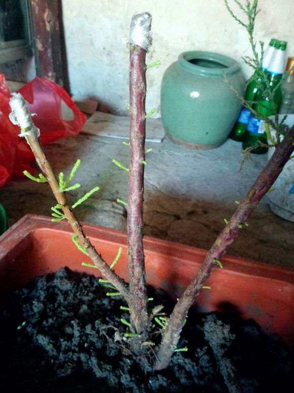 柽柳下山桩发芽后什么时候能见阳光