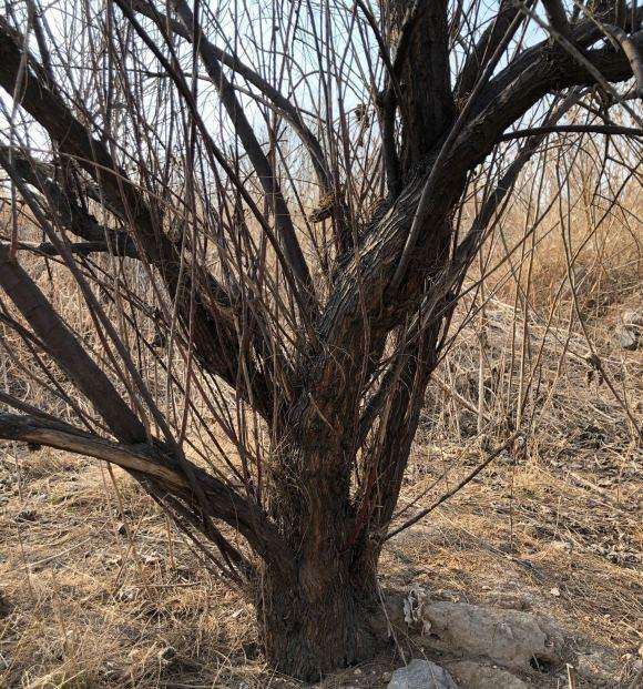 大型怪柳下山桩玩起来