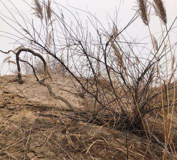 大型怪柳下山桩玩起来