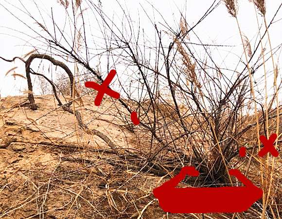 大型怪柳下山桩玩起来