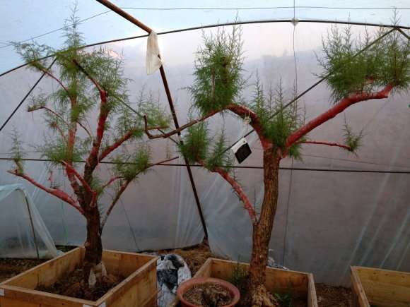 柽柳下山桩在根部挖断了 怎么办 图片