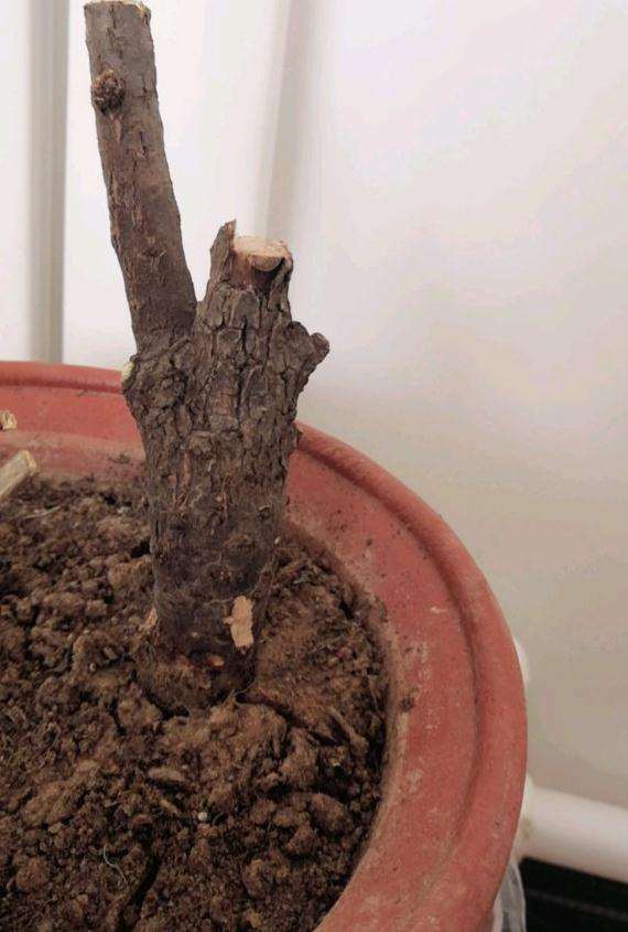 柽柳下山桩在根部挖断了 怎么办 图片