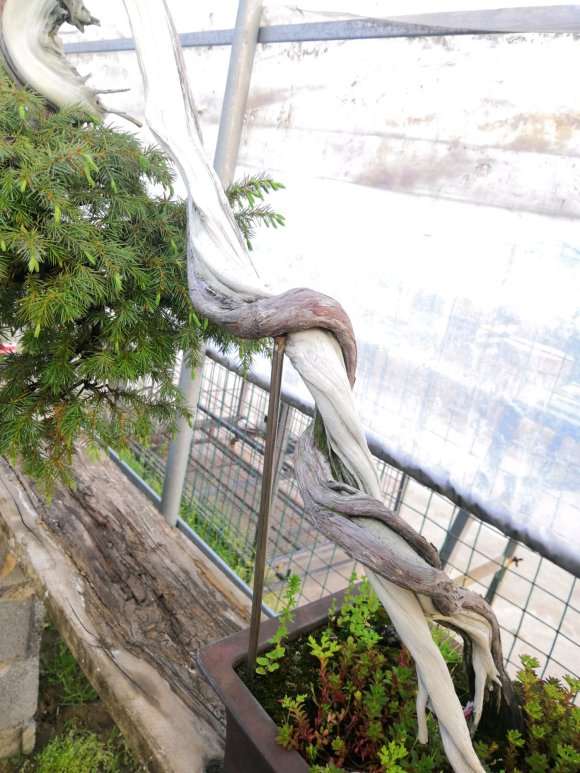 特别喜欢的一棵杜松盆景