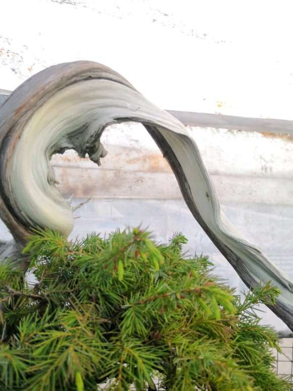 特别喜欢的一棵杜松盆景