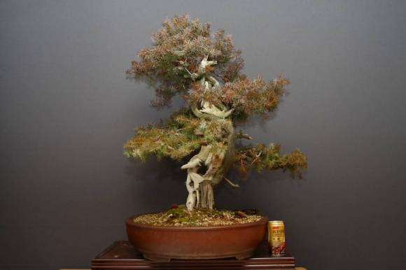 杜松盆景怎么判断树干是天然舍利