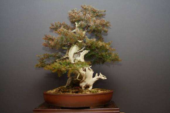 杜松盆景怎么判断树干是天然舍利