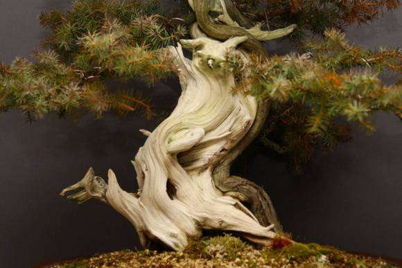 杜松盆景怎么判断树干是天然舍利