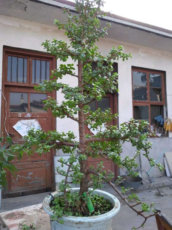 我的金枝玉叶下山桩 怎么样