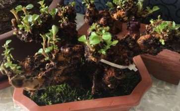 问下大家这个下山桩是金枝玉叶吗 图片