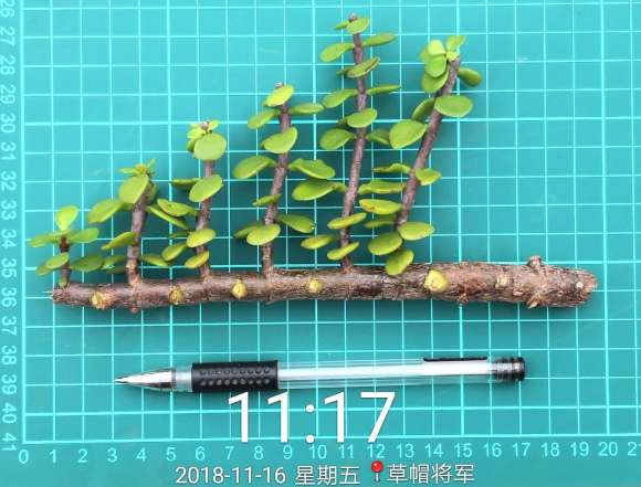 特别的金枝玉叶下山桩