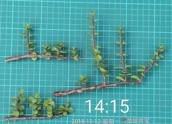 特别的金枝玉叶下山桩