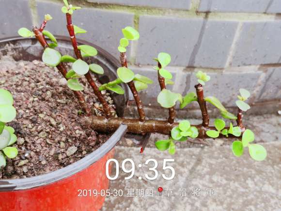 特别的金枝玉叶下山桩