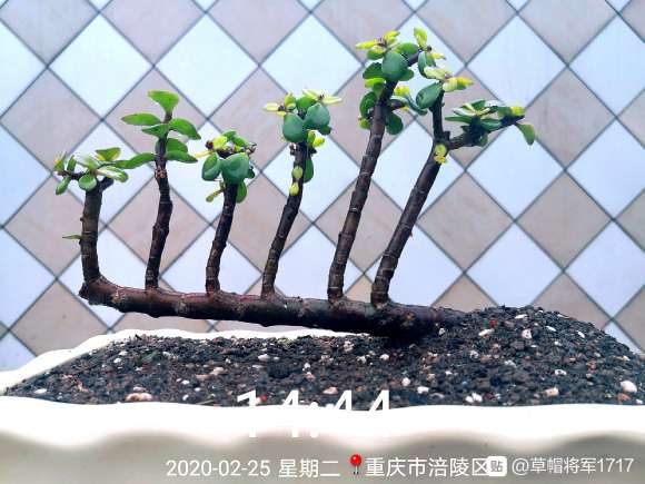 特别的金枝玉叶下山桩