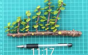 特别的金枝玉叶下山桩 可以吗 图片