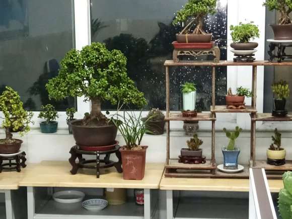 我制作的金枝玉叶盆景 怎么样 图片