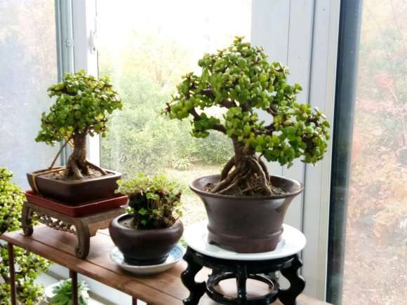 我制作的金枝玉叶盆景 怎么样 图片