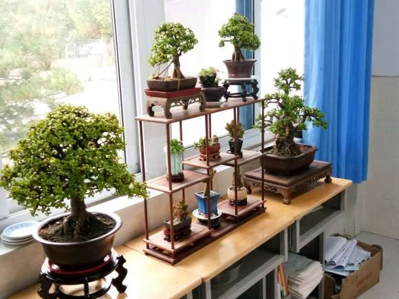 我制作的金枝玉叶盆景 怎么样 图片