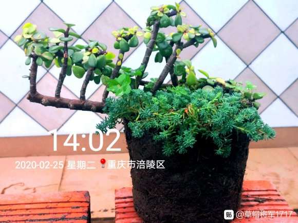 我制作的金枝玉叶盆景 怎么样 图片