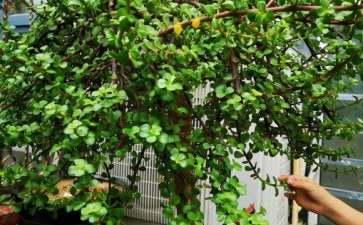 养了6年的金枝玉叶下山桩 可以吗 图片