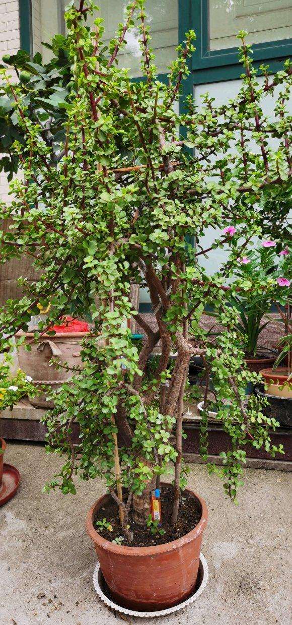 我的金枝玉叶下山桩