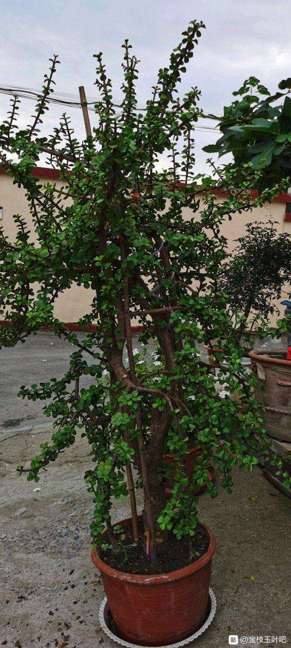 我的金枝玉叶下山桩