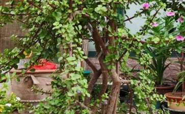 我的金枝玉叶下山桩  五六年了 可以吗