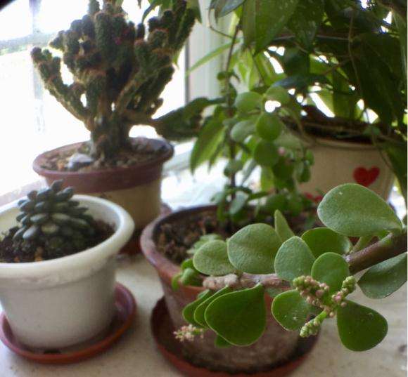 金枝玉叶下山桩居然会开花