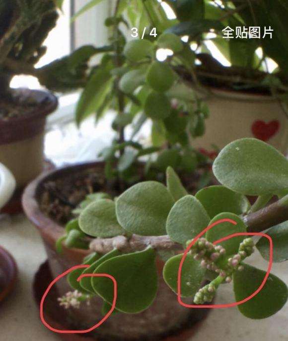 金枝玉叶下山桩居然会开花