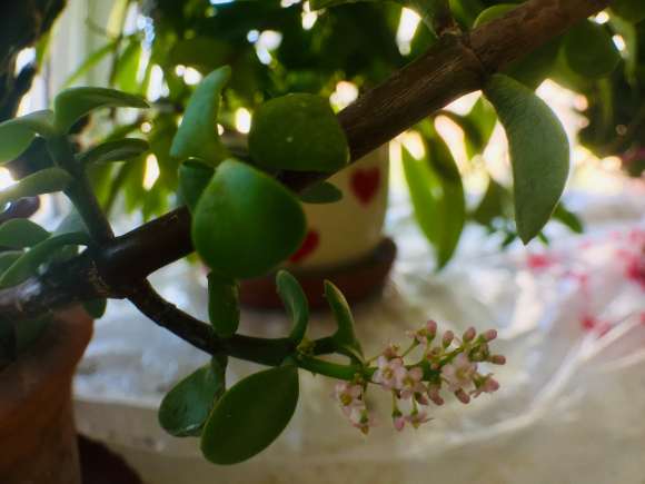 金枝玉叶下山桩居然会开花