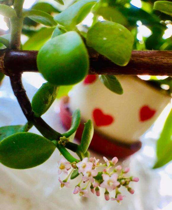 金枝玉叶下山桩居然会开花