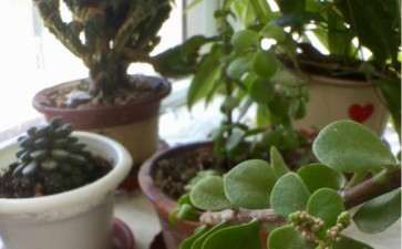 金枝玉叶下山桩居然会开花 可以吗 图片